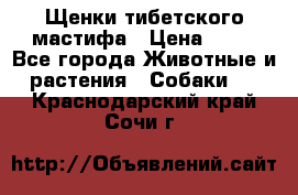 Щенки тибетского мастифа › Цена ­ 80 - Все города Животные и растения » Собаки   . Краснодарский край,Сочи г.